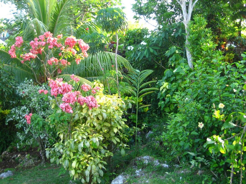 Search-Me-Heart Bed and Breakfast Port Antonio Buitenkant foto